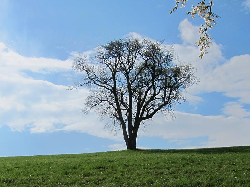 hochwienerwald